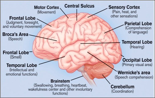 Brain Fatigue Is A Critical Issue Open Access Pub