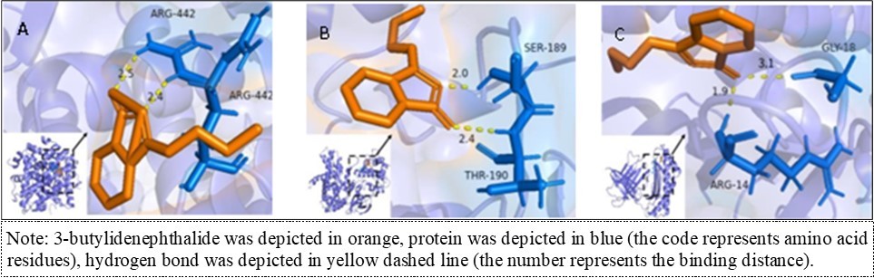 Molecular docking of 3-butylidenephthalide with ESR1(A), CCND1(B) and PIK3CA (C).