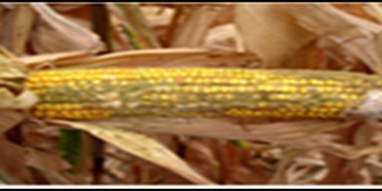 Journal of Veterinary Healthcare-Aflatoxin